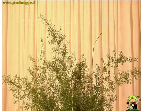 asparagi da foglia