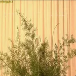 asparagi da foglia