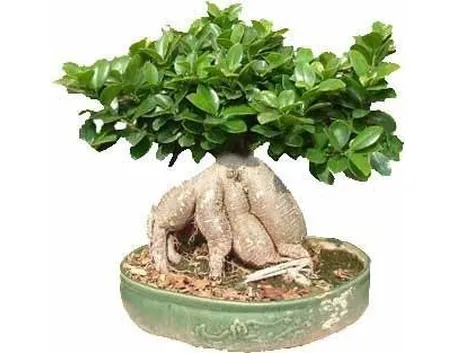 bonsai da talea