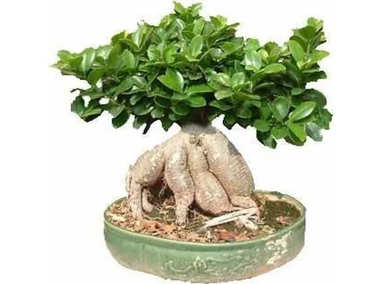 bonsai da talea