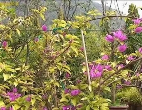 bonsai di rampicanti