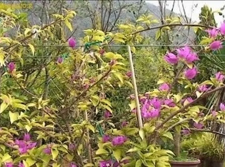 bonsai di rampicanti