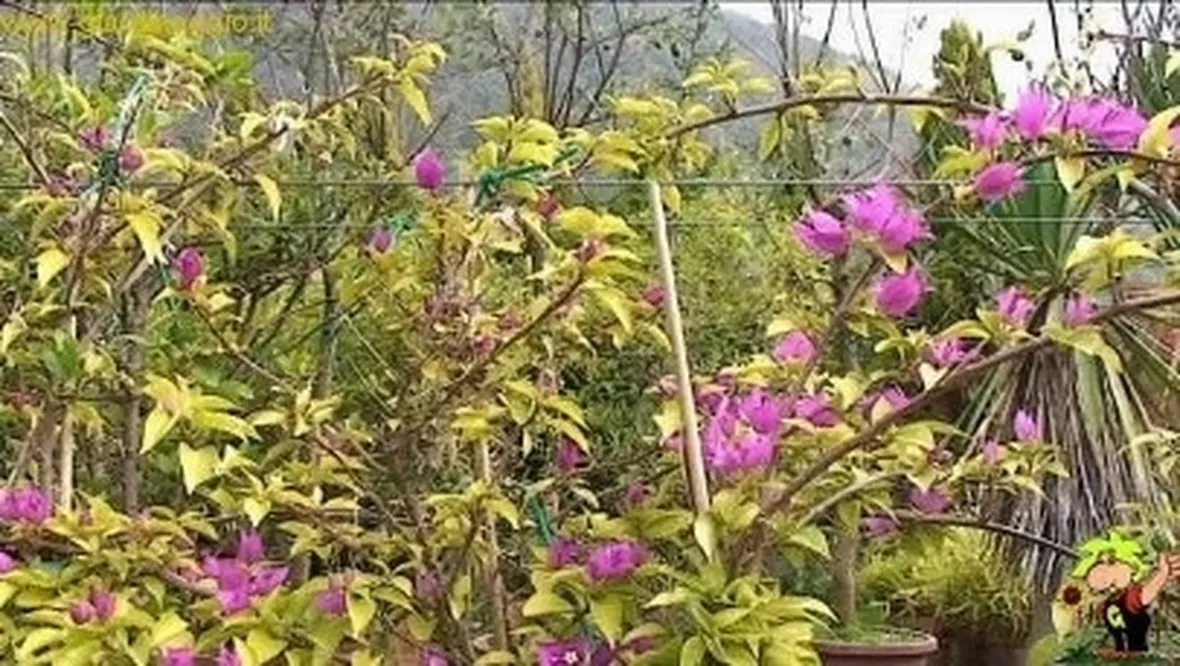 bonsai di rampicanti