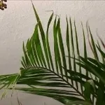 foto areca