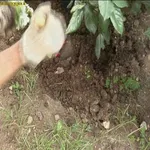 coltivare impatiens