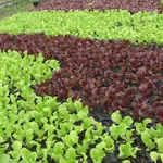 coltivare insalata