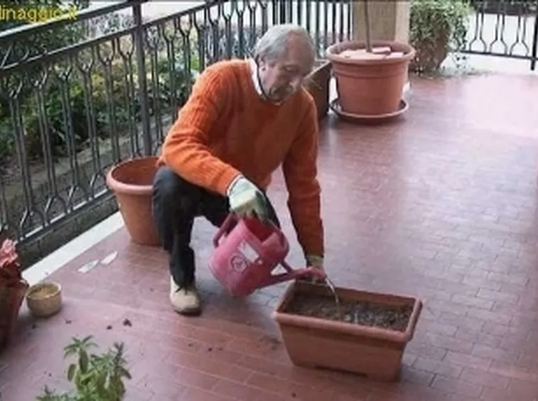 coltivare aromatiche