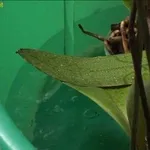orchidee