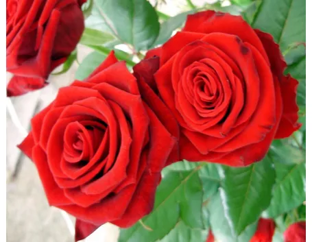 foto rose