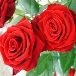 foto rose