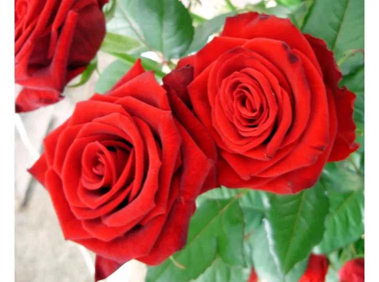 foto rose