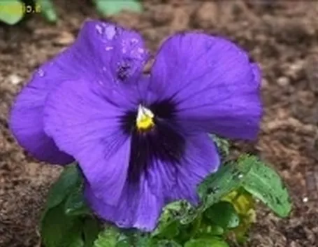 foto viola
