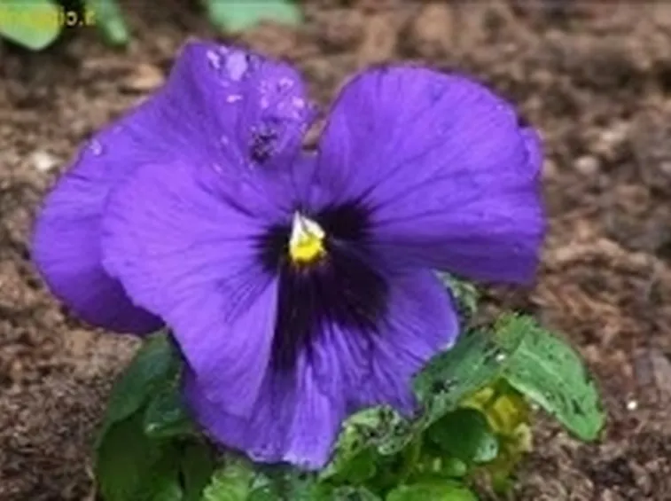 foto viola