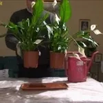 spatifillo