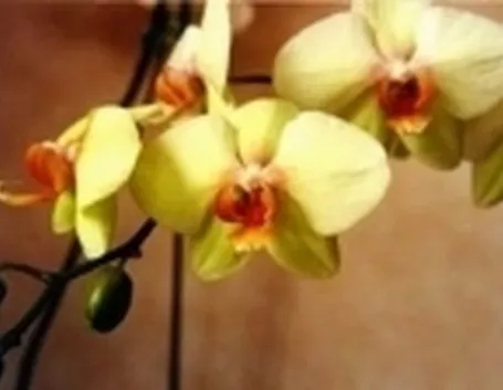 coltivazione phalaenopsis