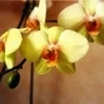 coltivazione phalaenopsis