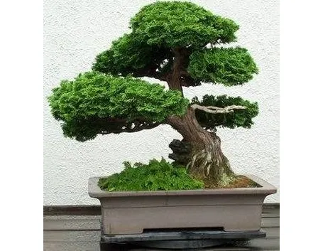 potatura bonsai