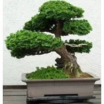 potatura bonsai