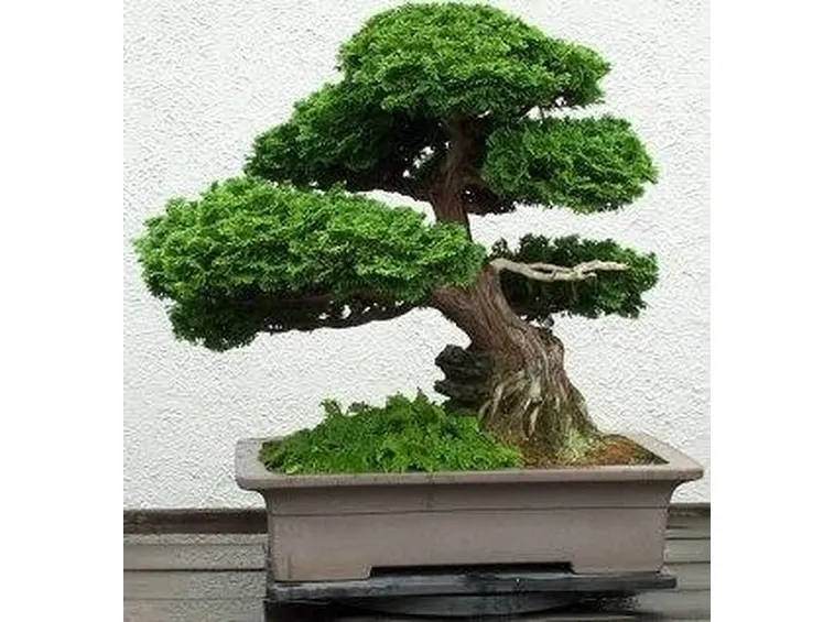 potatura bonsai