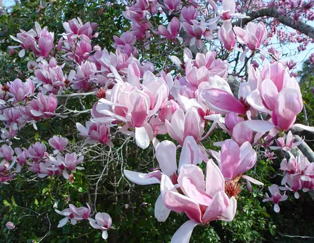 Magnolia