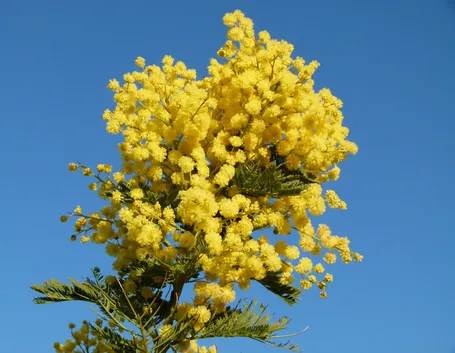 mimosa