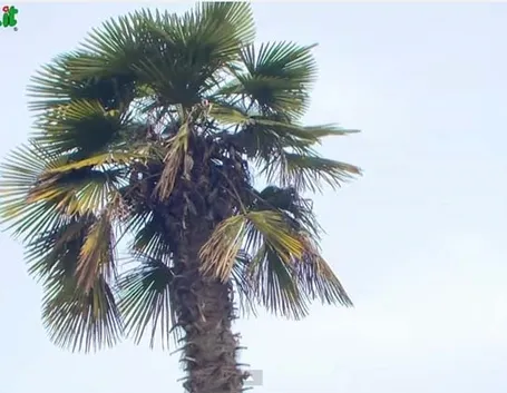 Palma