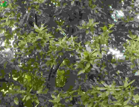 Quercia