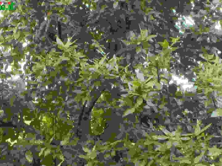 Quercia