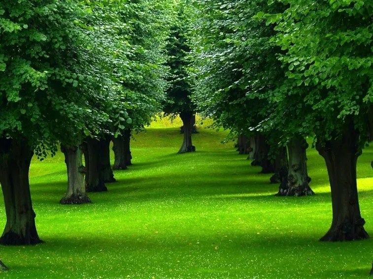 Alberi