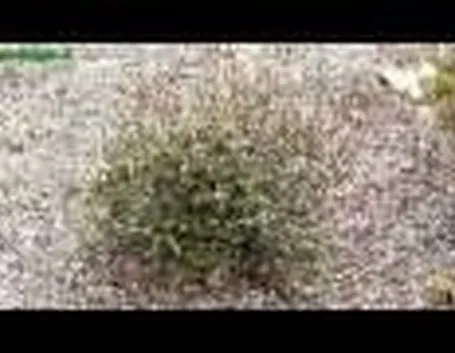 Azalea