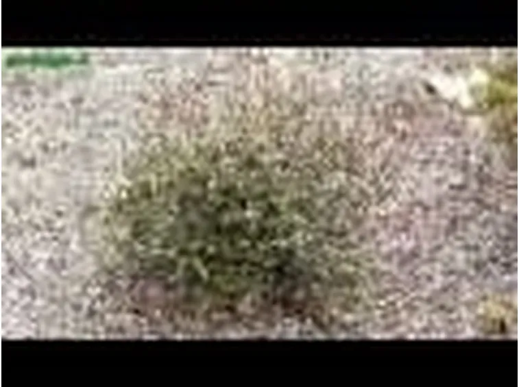 Azalea