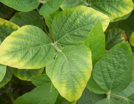 Carenze nutrizionali delle piante