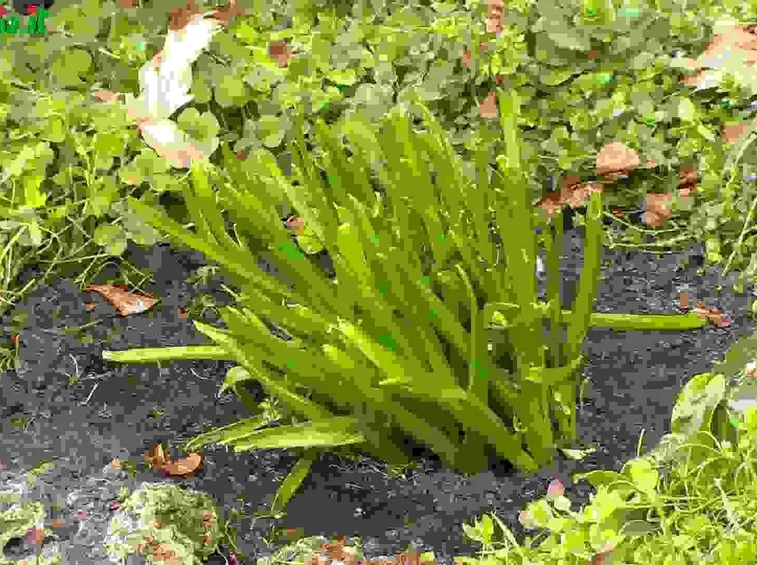 Irrigazione delle bulbose