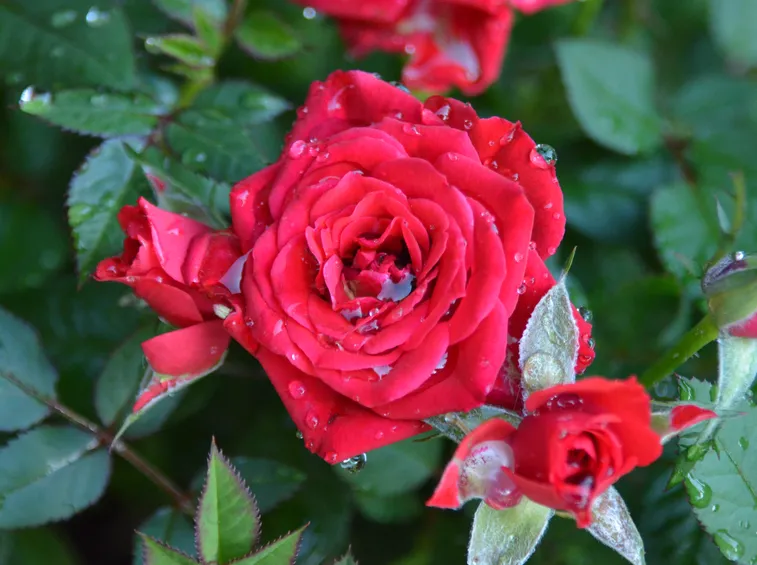 Come e quanto annaffiare le rose