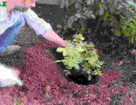 Impianto, trapianto e rinvaso delle rose