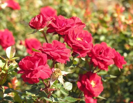 Come coltivare le rose