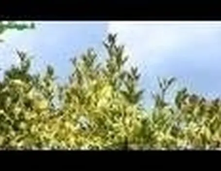 Introduzione alla piantumazione degli arbusti