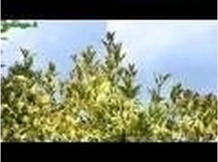 Introduzione alla piantumazione degli arbusti