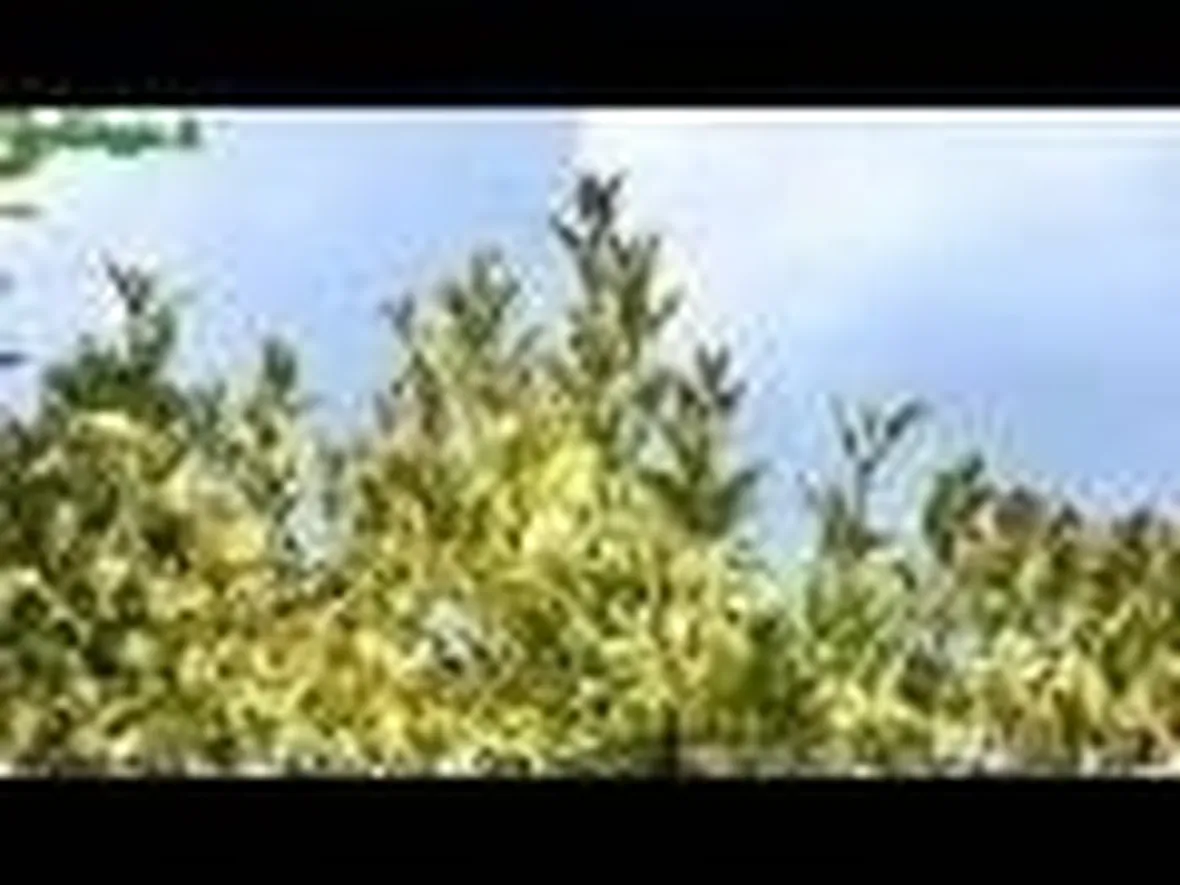 Introduzione alla piantumazione degli arbusti