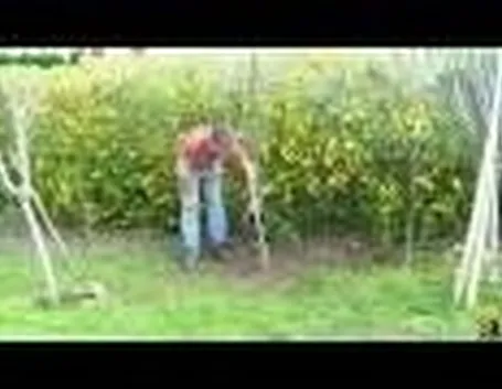 Piantumazione in terra