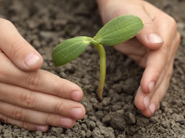Come piantare gli alberi