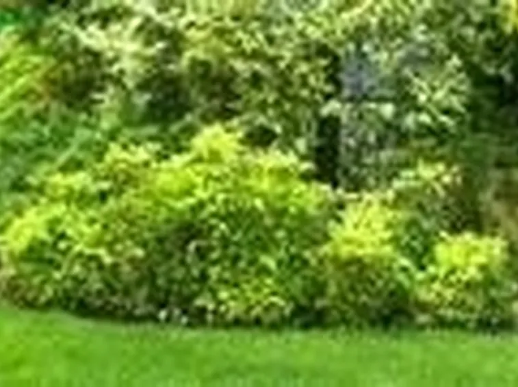 Come progettare un giardino ombreggiato