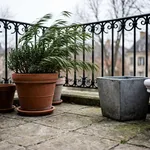 Perché il vento freddo danneggia le piante in vaso
