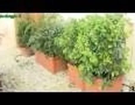 piantumazione concimazione e irrigazione