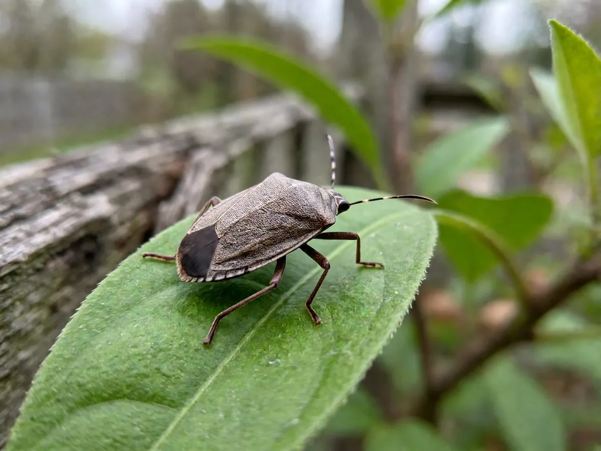 Riconoscere la cimice asiatica e il suo arrivo