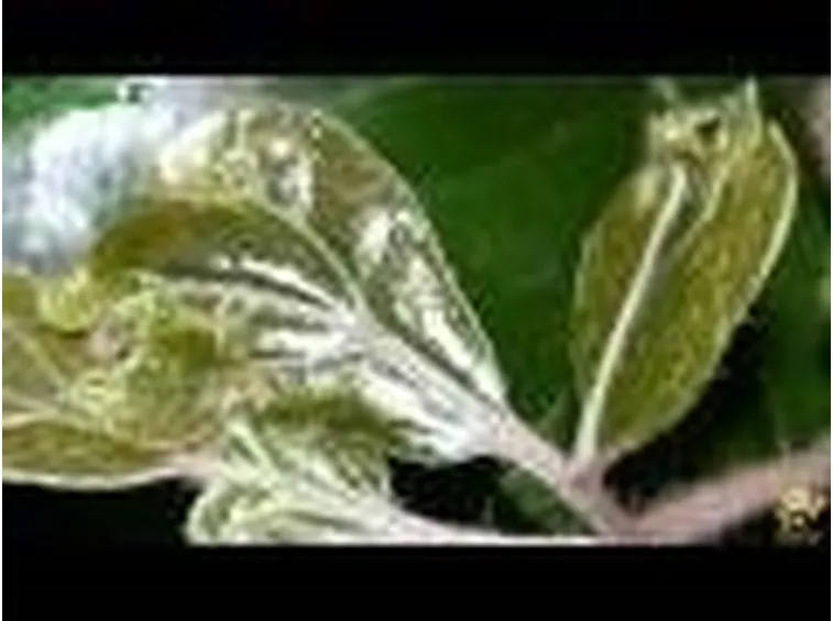 Tripidi