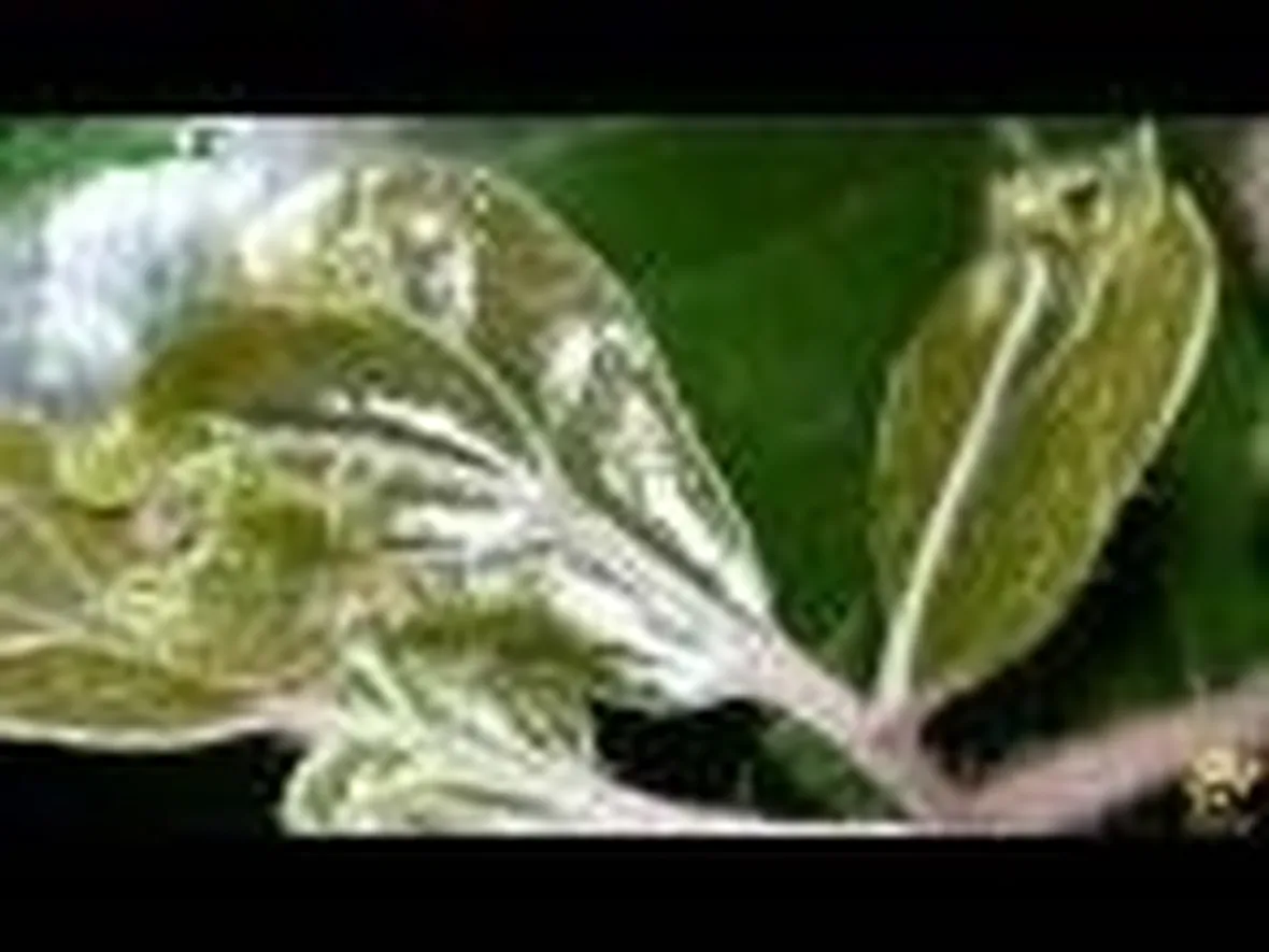 Tripidi