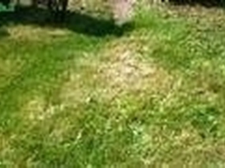 Overseeding
