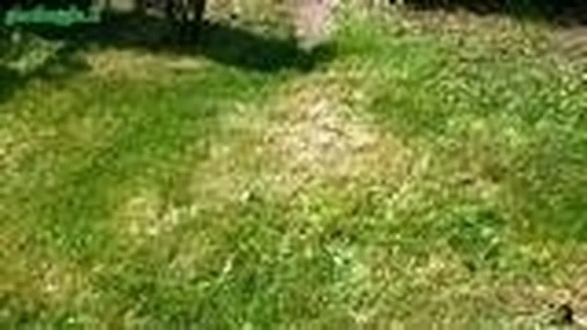 Overseeding