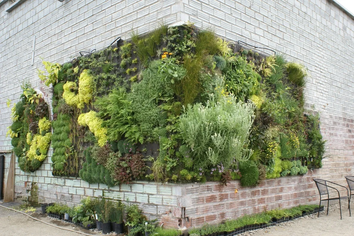 Cura e manutenzione del giardino verticale